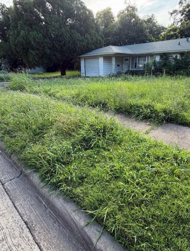 Overgrown DFW front yard before DP Mowing cleanup